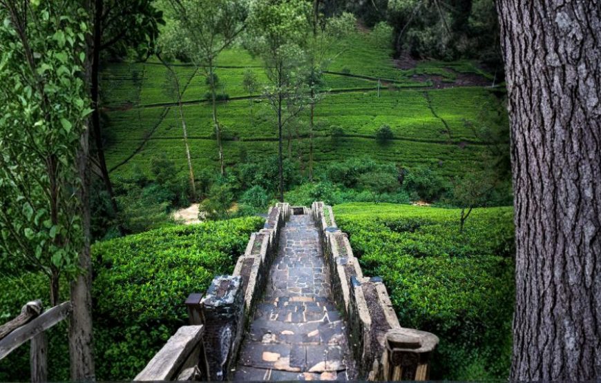 A Scenic Journey to Sri Lanka
