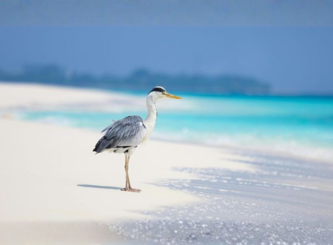 Adaaran Club Rannalhi Getaway