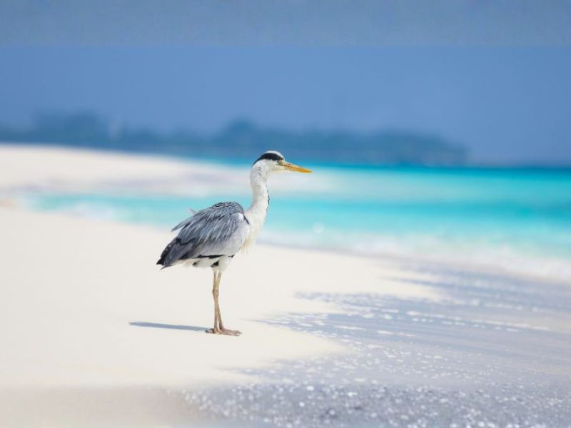 Adaaran Club Rannalhi Getaway