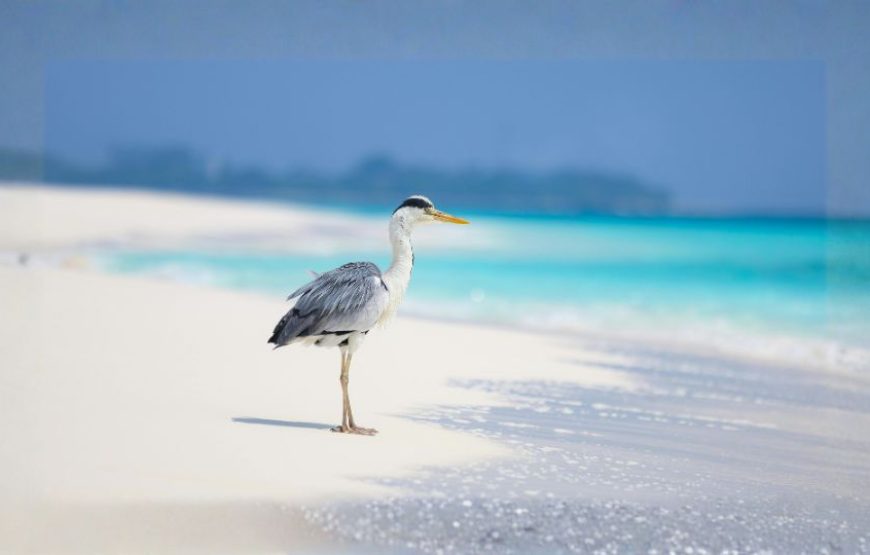Centara Machchafushi Lagoon – Maldives Escape
