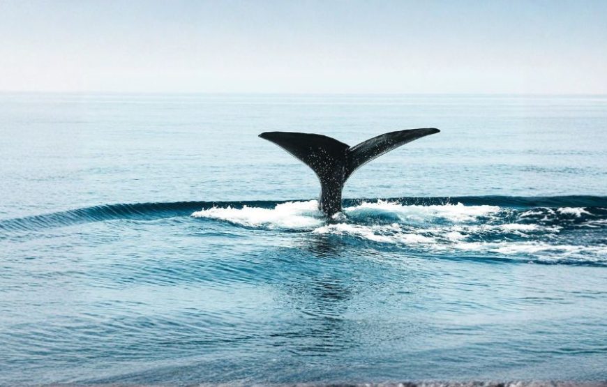 Enchanting Muscat – 4 Nights / 5 Days