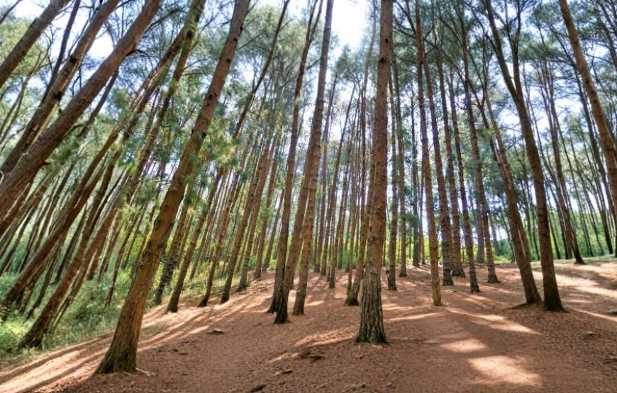 Enthralling South India – Ooty Getaway (3N/4D)
