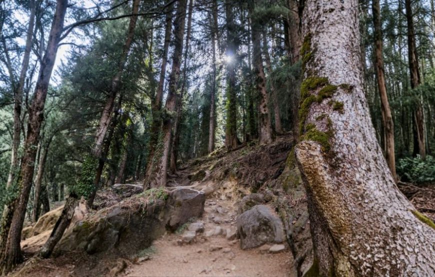Honeymoon in Himachal Pradesh (6N/7D Tour Package)