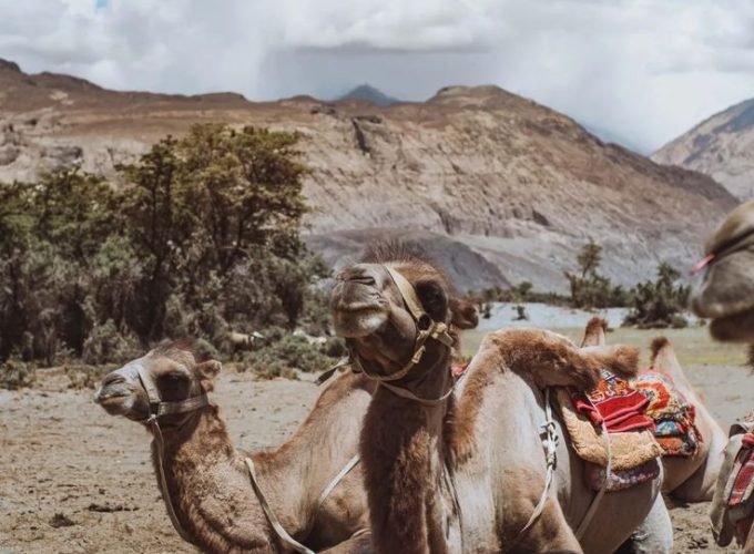 Delightful Ladakh