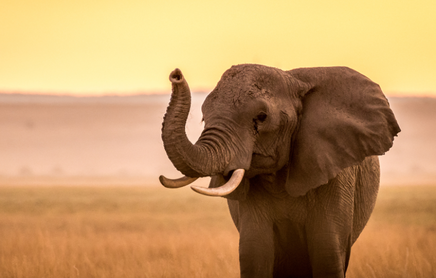 Wonders of Kenya & Tanzania-Tanzania
