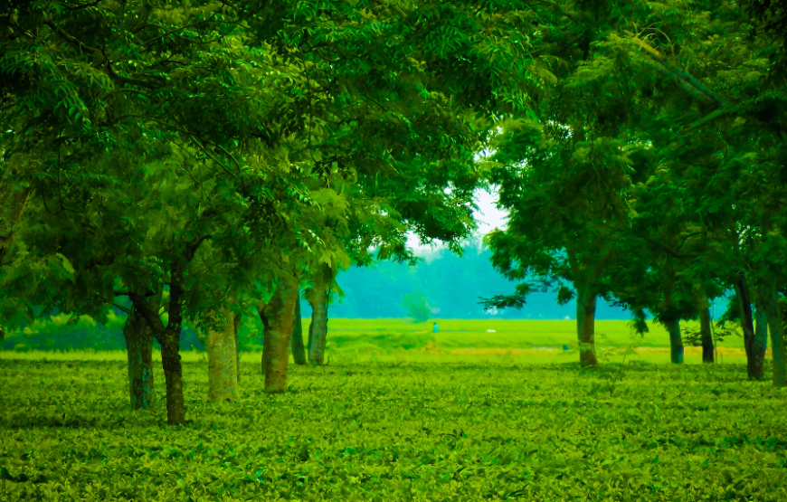 Shillong And Kaziranga Special-Assam & Meghalaya