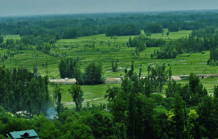 Shillong And Kaziranga Special-Kaziranga
