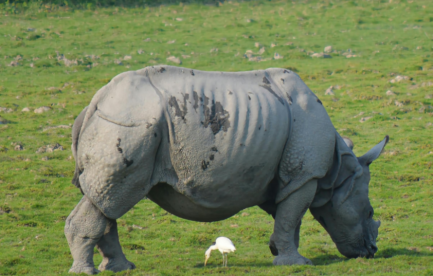 Shillong And Kaziranga Special-Kaziranga