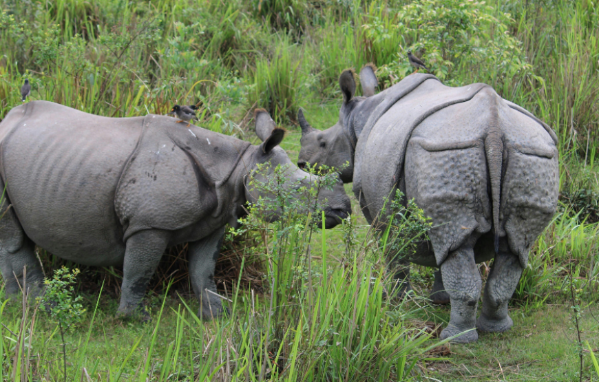 Simply Kaziranga Ex-Guwahati-Assam & Meghalaya