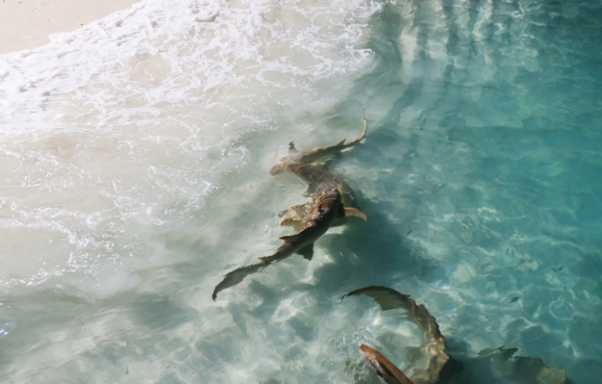 Agatti Island Special-Lakshadweep