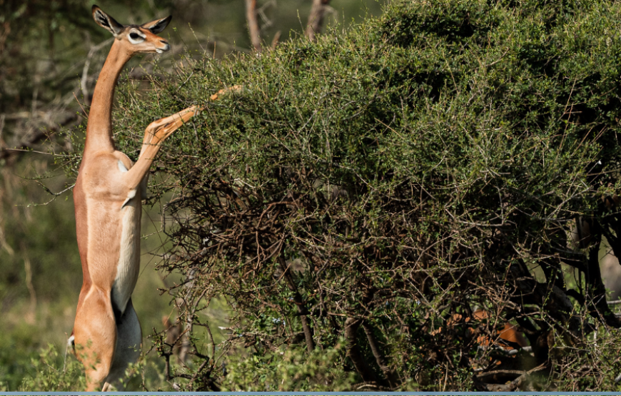 Wonders of Kenya & Tanzania-Tanzania