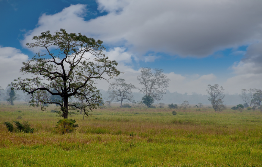Simply Kaziranga Ex-Guwahati-Kaziranga