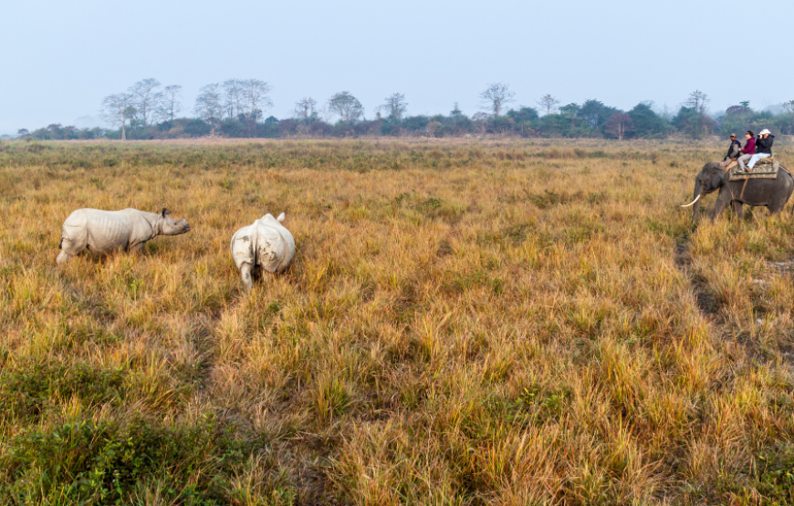 Simply Kaziranga Ex-Guwahati-Kaziranga