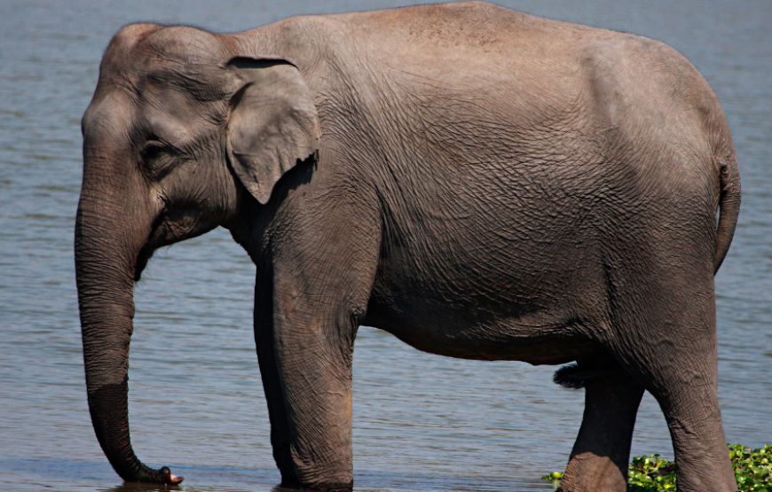 Experience Kaziranga Wildlife Tour-Assam & Meghalaya