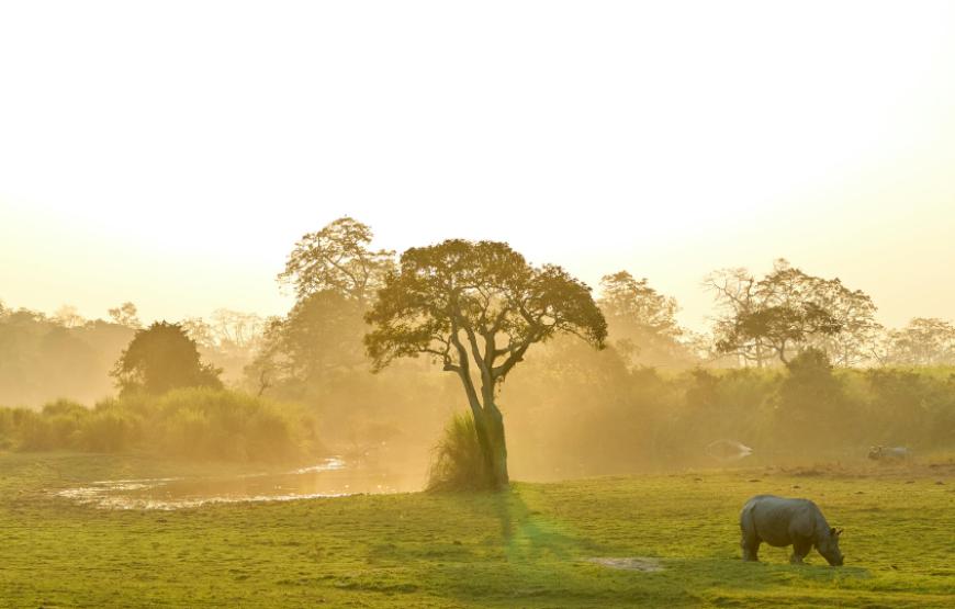 Shillong And Kaziranga Special-Kaziranga
