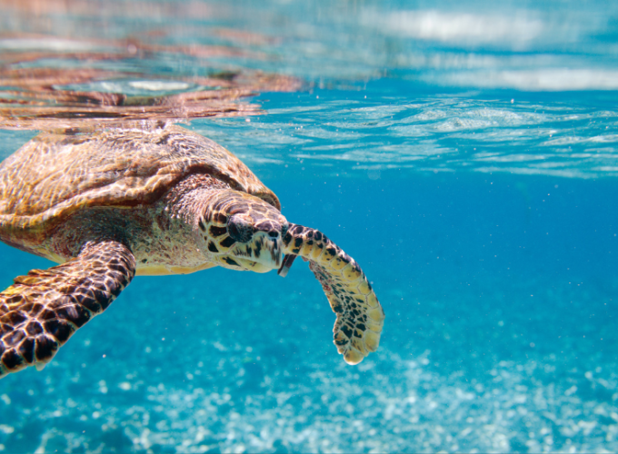 Stunning Seychelles-Seychelles