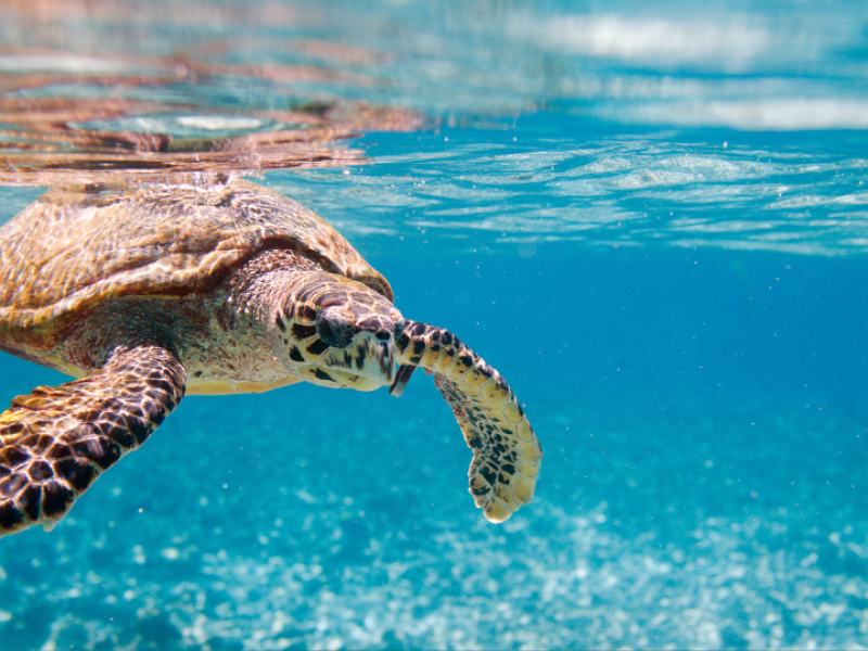 Stunning Seychelles-Seychelles