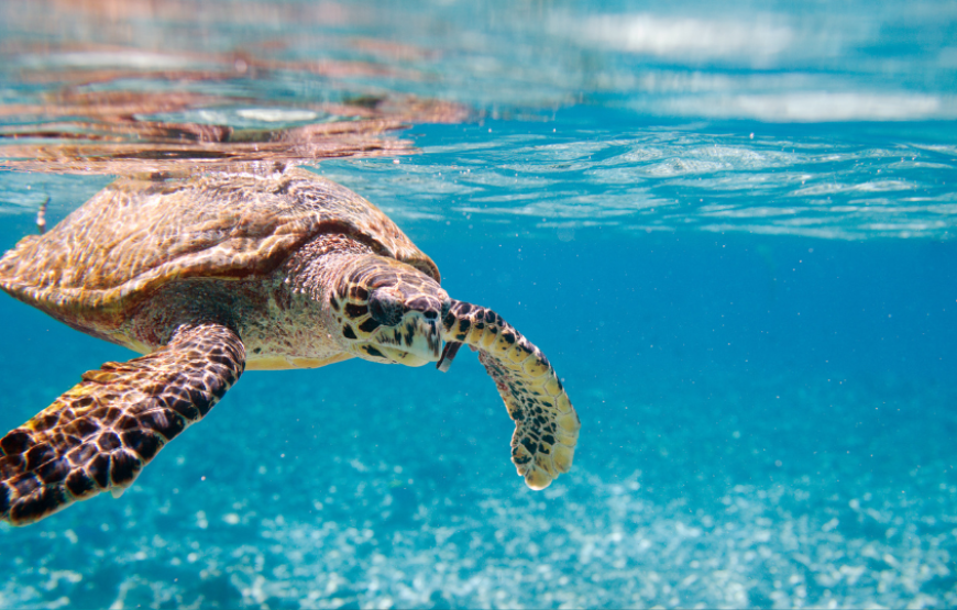Sublime Seychelles-Seychelles