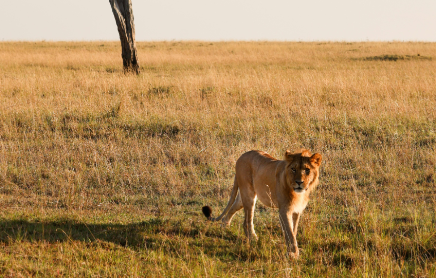Enchanting Kenya-Kenya