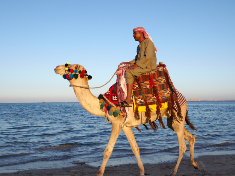 Experience an unforgettable camel ride along the stunning Red Sea coastline and enjoy Egypt's unique desert-meets-sea landscapes.