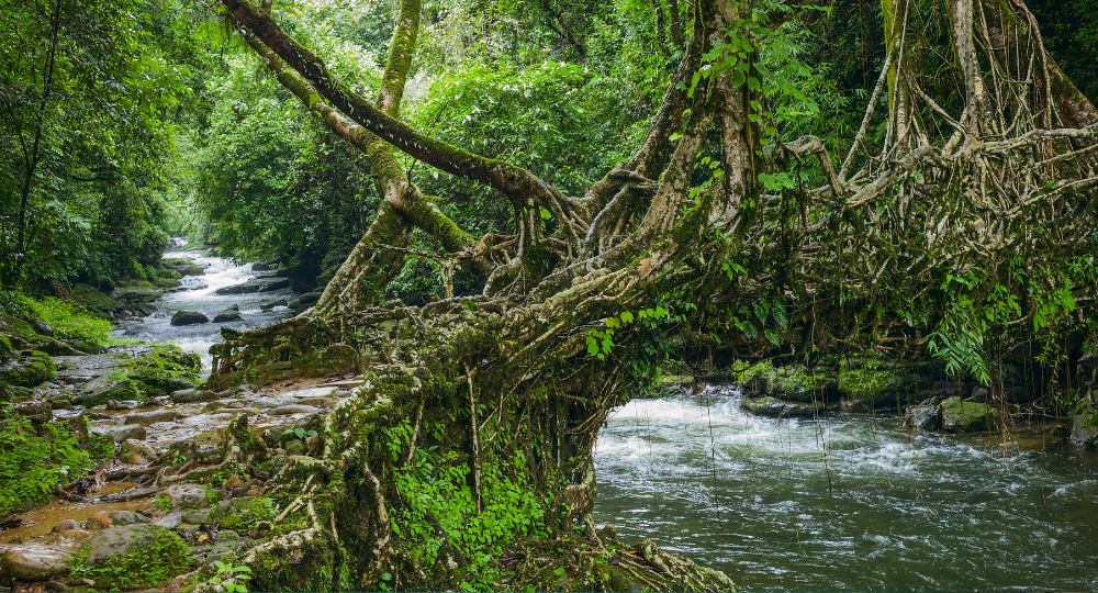 Day 3 – Dawki & Mawlynnong Excursion