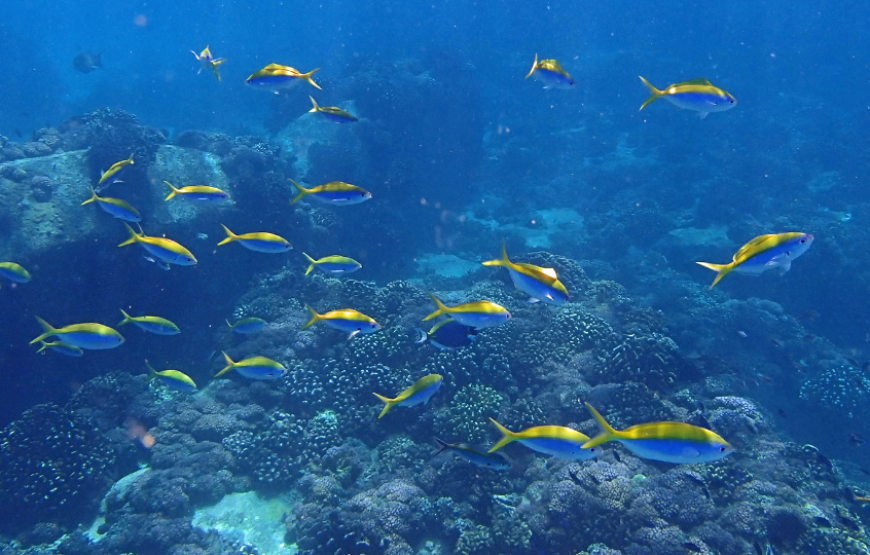 Seychelles Island Hopping-Seychelles