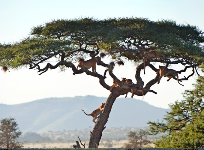 Wonders of Kenya & Tanzania-Tanzania