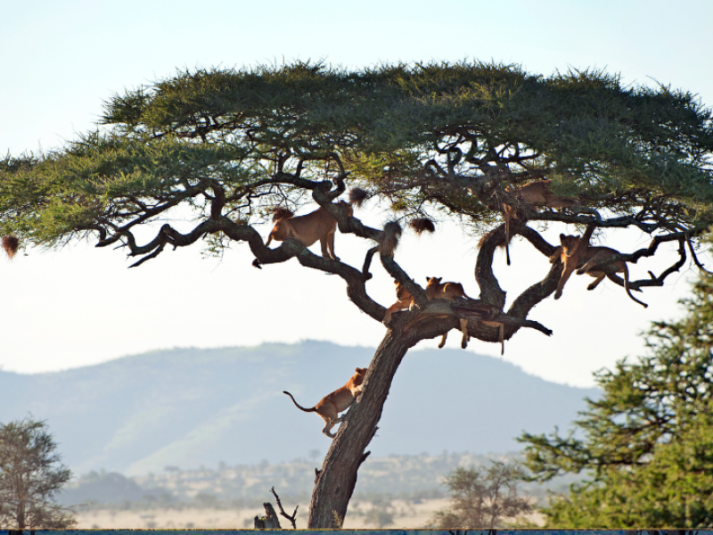 Wonders of Kenya & Tanzania-Tanzania
