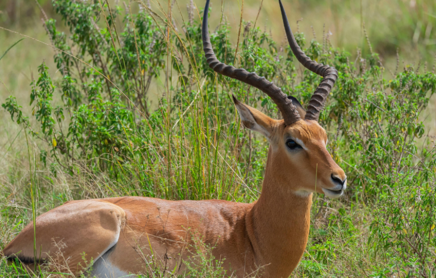 Wonders of Kenya And Tanzania-Kenya
