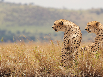 Two cheetahs resting in the grasslands during a South African wildlife safari.