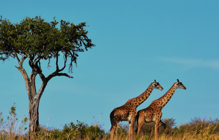 Best of Cape Town-South Africa